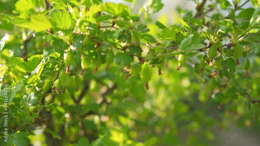Green unripe gooseberries growing on garden bush, sun shining to leaves Green unripe gooseberries growing on garden bush, sun shining to leaves