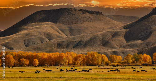 Fototapeta Naklejka Na Ścianę i Meble -  Cattle in a medow with cottonwood trees at peak fall color, just south of Salmon, Idaho