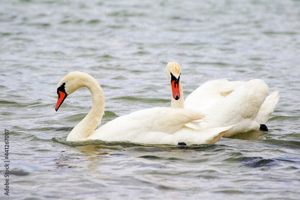 Fototapeta premium Schwäne