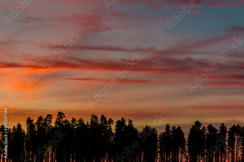 Sunset and Ponderosa Pines on Saddle Mountain From Point Imperial, Grand Canyon National Park, Arizona, USA