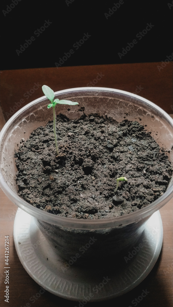 small newborn cannabis seedling in a plastic pot