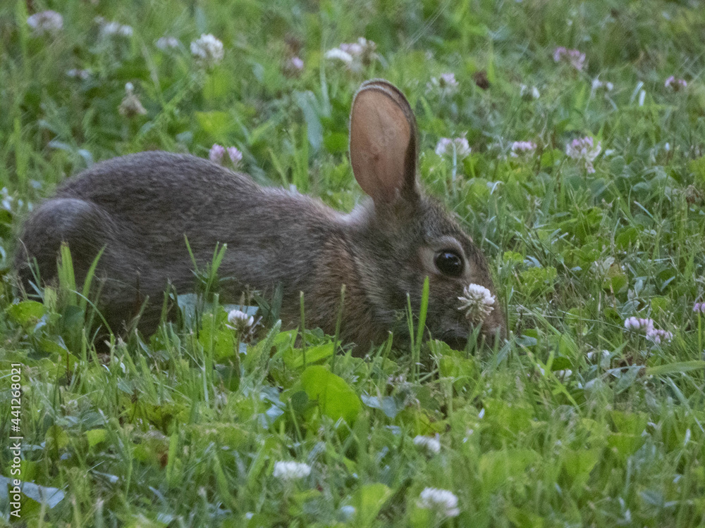 Fototapeta premium Cottontail Rabbit