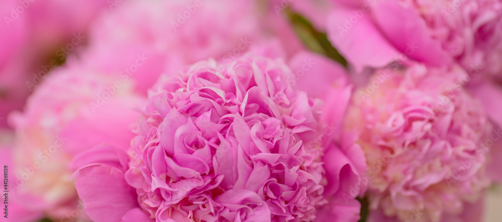 Blossoming delicate pink peony, pastel and soft background