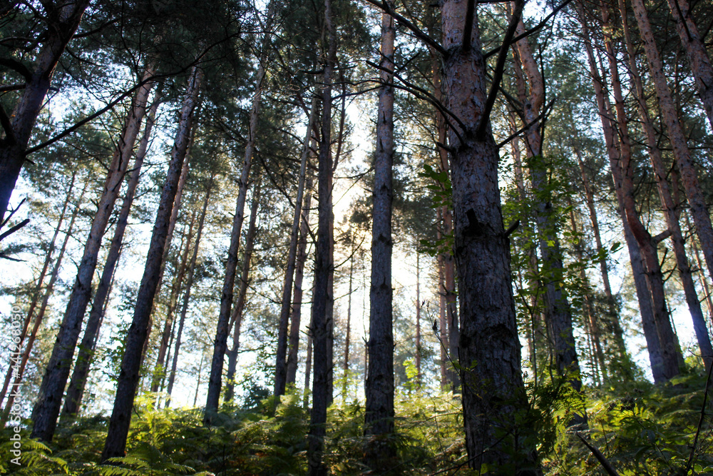 Obraz premium The landscape of coniferous forest through which shone.