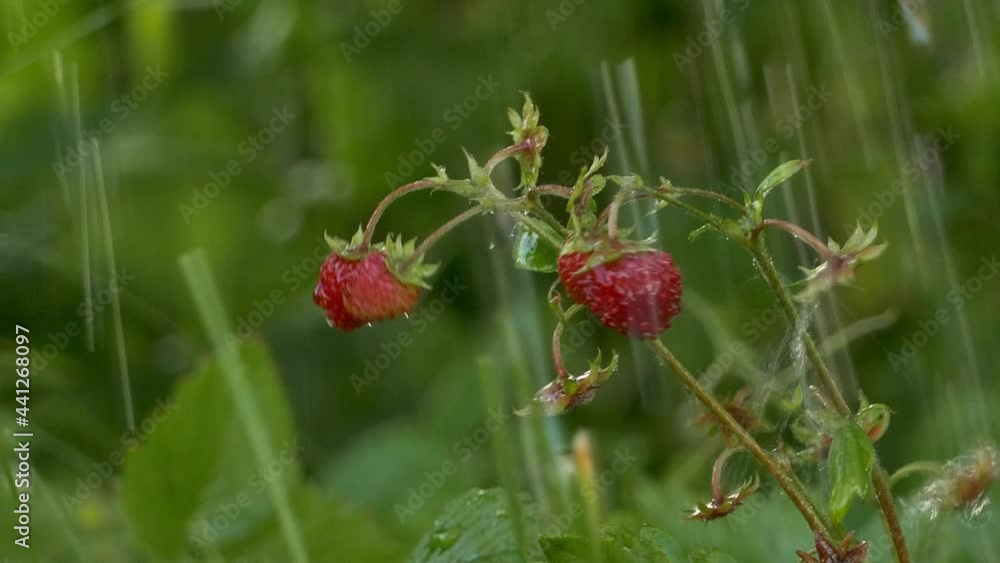 Wild strawberries sway in the summer rain Wild strawberries sway in the summer rain