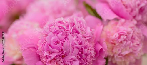 Fototapeta Naklejka Na Ścianę i Meble -  Blossoming delicate pink peony, pastel and soft background