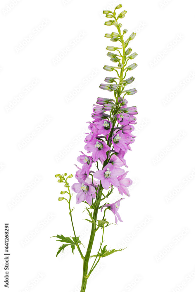 Inflorescence of pink delphinium flowers, lat. Larkspur, isolated on white background