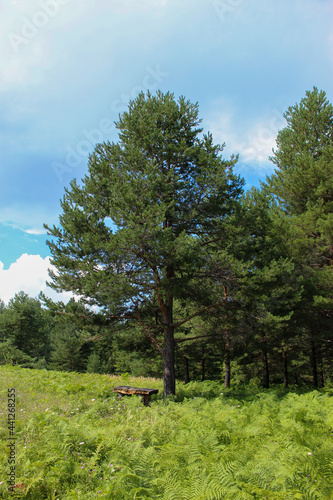 Large pine tree with a bench below. A field of ferns around with a forest in the background.