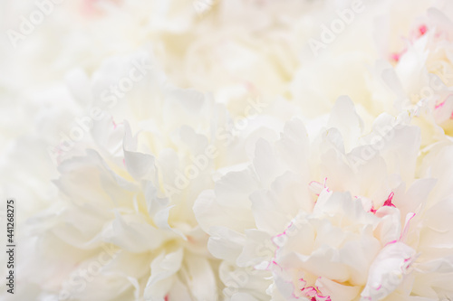 Blossoming delicate white peony, pastel and soft background. Floral background