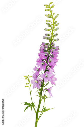 Inflorescence of pink delphinium flowers, lat. Larkspur, isolated on white background