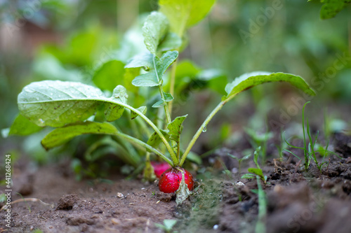 Natural radish in ground in the garden