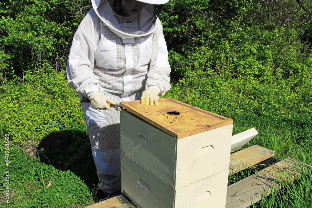 A beekeeper removing the inner cover of a Langstroth beehive using a hive tool with green plant background copy space. A beekeeper removing the inner cover of a Langstroth beehive using a hive tool with green plant background copy space.