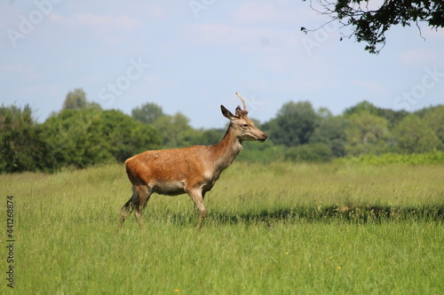 Fototapeta Naklejka Na Ścianę i Meble -  Beautiful doe in the park