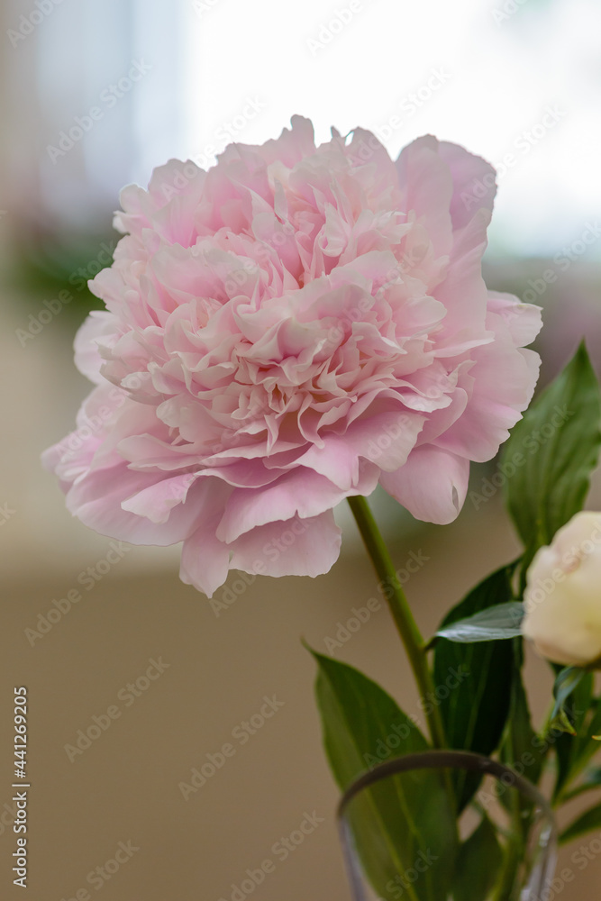 A beautiful pink peony flower of the variety at the peony exhibition