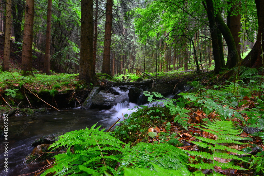 Obraz premium Bach im Wald 