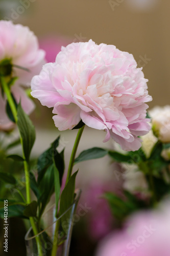 A beautiful pink peony flower of the variety at the peony exhibition