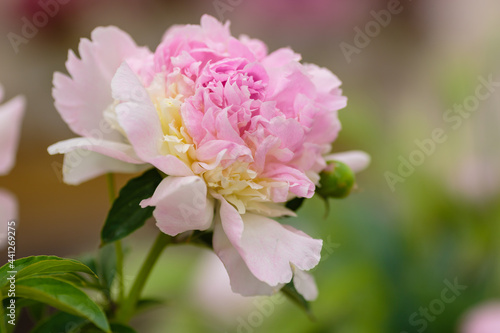 A beautiful peony flower of the variety Raspberry Sundae