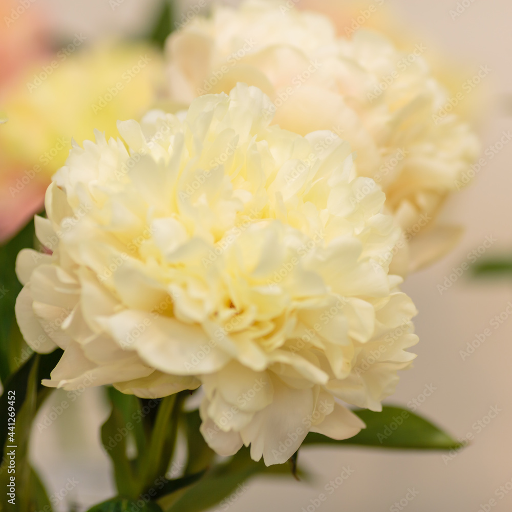 A beautiful peony flower of the variety Summer Glow A beautiful peony flower of the variety Summer Glow