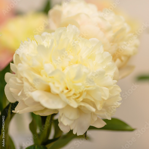 A beautiful peony flower of the variety Summer Glow
