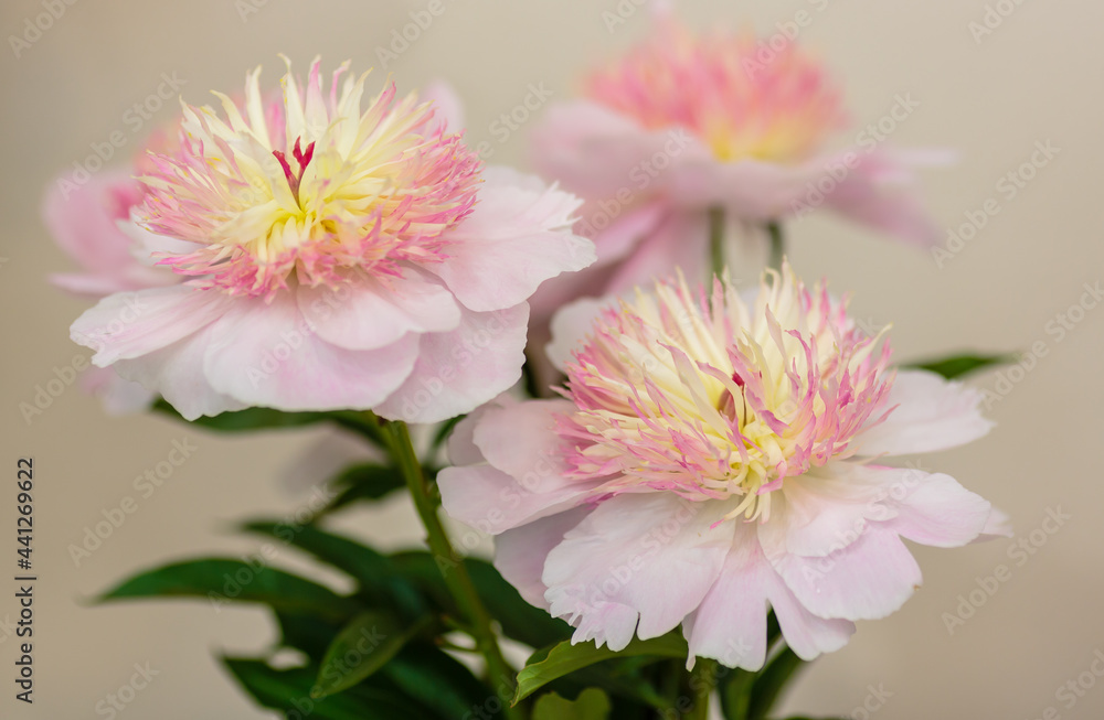Beautiful pink peonies flowers, variety Zhemchuznaya rossyp