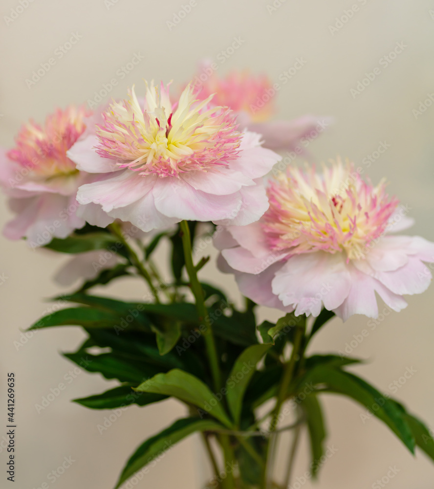 Beautiful pink peonies flowers, variety Zhemchuznaya rossyp Beautiful pink peonies flowers, variety Zhemchuznaya rossyp