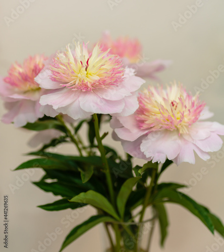 Beautiful pink peonies flowers  variety Zhemchuznaya rossyp