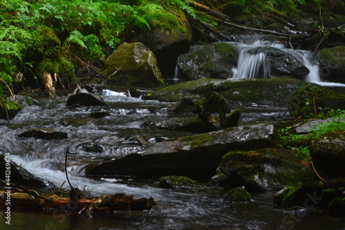 Bach im Wald 