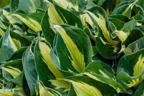 Hosta leaves. Nature background image. Beautiful Hosta leaves background. Hosta - an ornamental plant for landscaping park and garden design