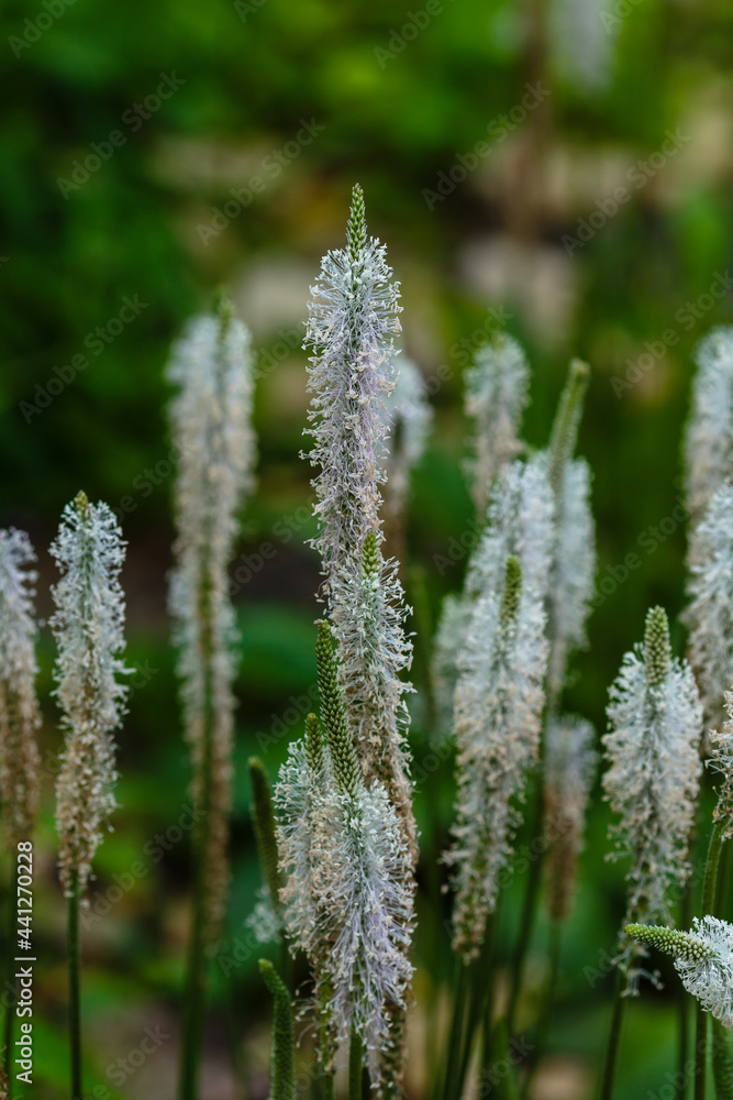 Plantain blooms. Blooming hoary plantain on a meadow. Plantago media. Plantain blooms. Blooming hoary plantain on a meadow. Plantago media.