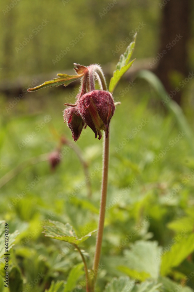 Kuklik zwisły, Geum rivale, water avens Kuklik zwisły, Geum rivale, water avens