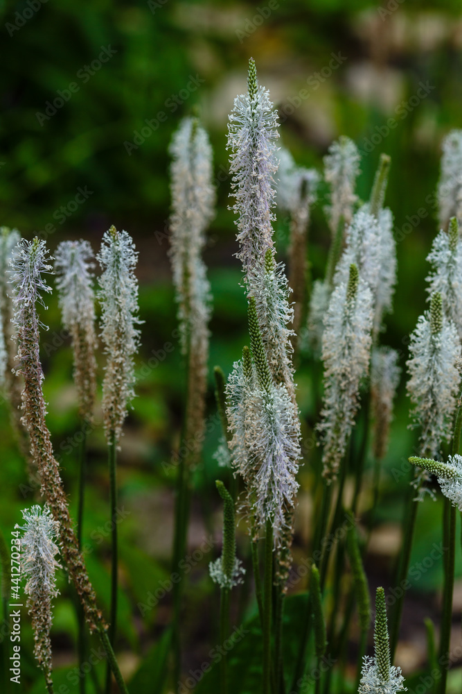 Plantain blooms. Blooming hoary plantain on a meadow. Plantago media. Plantain blooms. Blooming hoary plantain on a meadow. Plantago media.