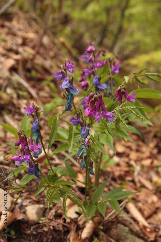 Lathyrus vernus, Groszek wiosenny, spring pea Lathyrus vernus, Groszek wiosenny, spring pea