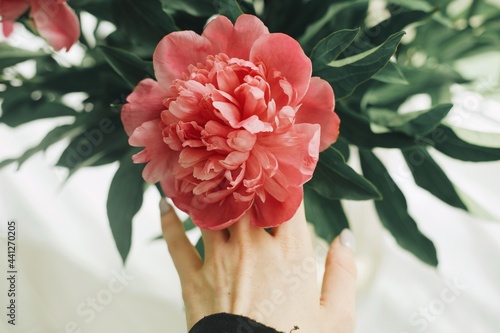 person holding a pink peony