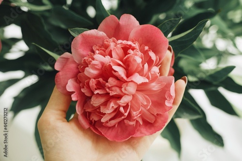 person holding a pink peony