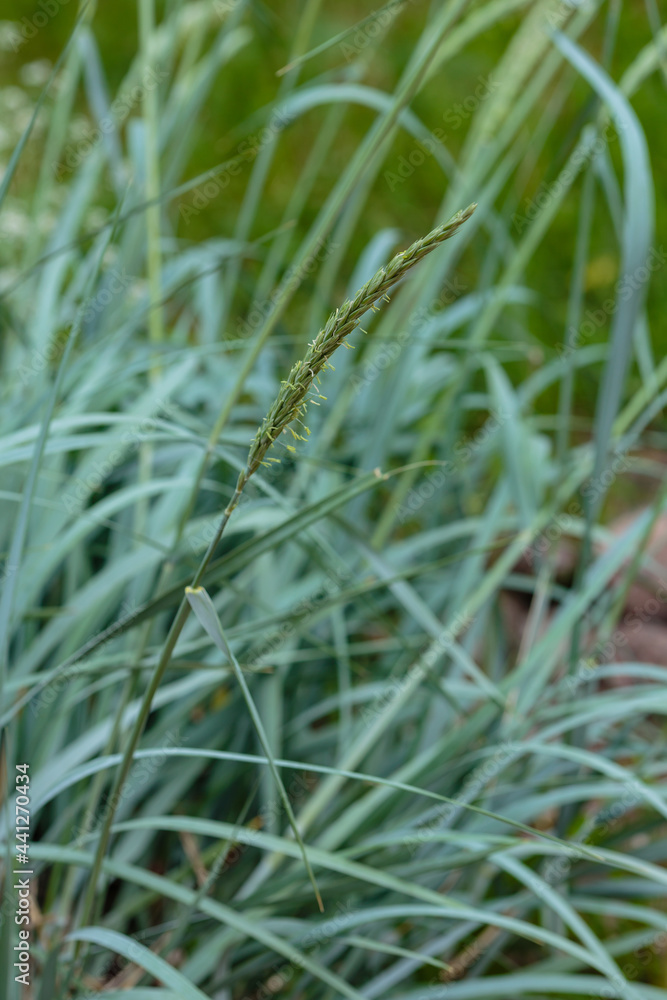 Decorative grass plant Leymus arenarius(or grate sand, Elymus sand, Leymus, Volosnets, Elymus arenarius) in garden. Decorative grass plant Leymus arenarius(or grate sand, Elymus sand, Leymus, Volosnets, Elymus arenarius) in garden.