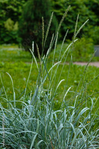 Decorative grass plant Leymus arenarius(or grate sand, Elymus sand, Leymus, Volosnets, Elymus arenarius)  photo