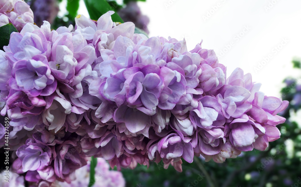 Close up view of vibrant pink lilac flowers in spring botanical garden