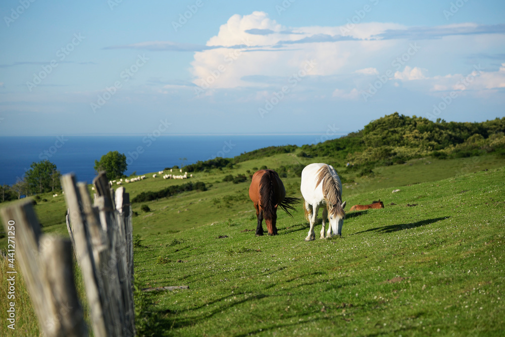 un caballo marrón y un caballo blanco pastando en un monte con el mar de fondo y unas nubes bonitas en el cielo. 