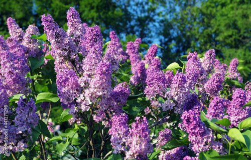 Close up view of vibrant pink lilac flowers in spring botanical garden