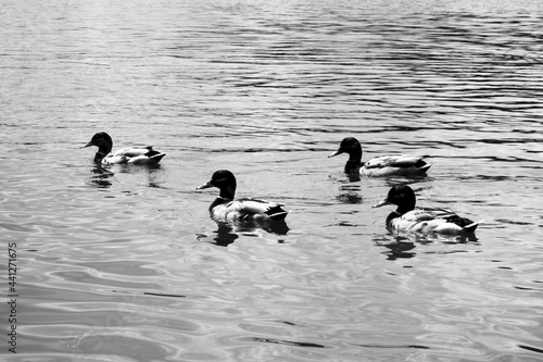 Floating ducks on the lake black and white