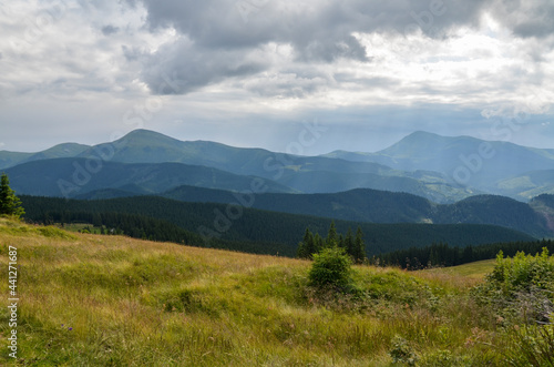 Beautiful view of the picturesque Chornohora ridge  spruce forest  grassy valley from meadow of Kukul under cloudy sky. Wild nature and mountains of the Carpathians  Ukraine