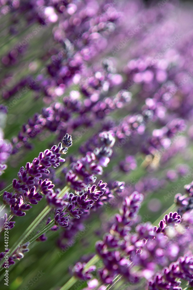 Fototapeta premium Selective focus Lavender flowers at sunset rays, Blooming Violet fragrant lavender flower summer landscape. Growing Lavender, harvest, perfume ingredient, aromatherapy. Lavender field lit by sunlight