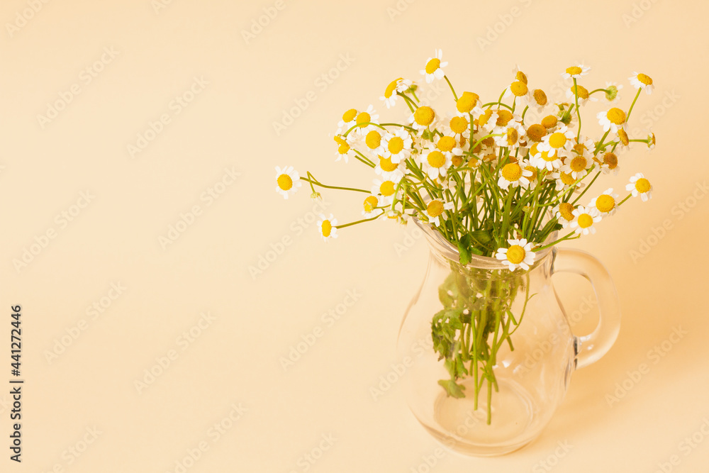 small chamomile flowers in a glass vase on a pastel pink background with copy space. Minimalistic concept for spring holidays