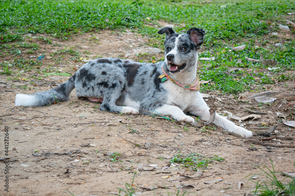 White and Black Mongrel Dog Lyiing in the Ground in Minca, Colombia White and Black Mongrel Dog Lyiing in the Ground in Minca, Colombia