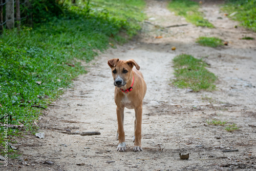 Fototapeta Naklejka Na Ścianę i Meble -  Brown Little Mongrel Dog in the Middle of the Road in Minca, Colombia