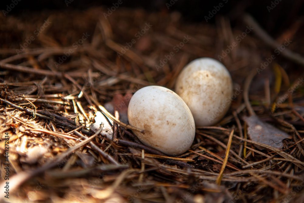 Two eggs in a nest. Two eggs in a nest.