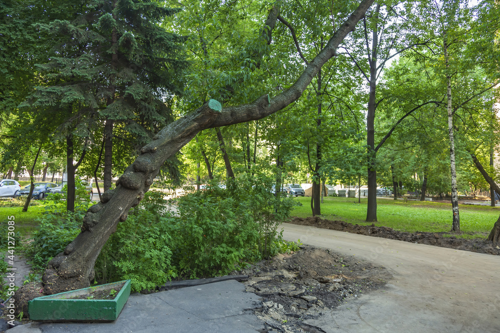 Tilted trunk of perennial deciduous tree in urban environment