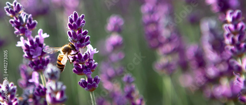 Banner with Lavender flowers and bee at sunset  Blooming Violet fragrant lavender flower summer landscape. Growing Lavender  harvest  perfume ingredient  aromatherapy. Lavender field lit by sunlight