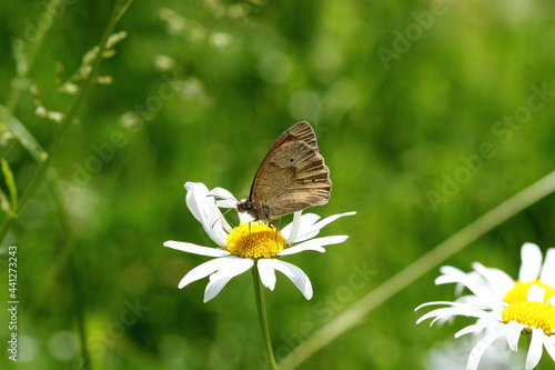 A Meadow brown butterfly on a large daisy © Andy Jenner 