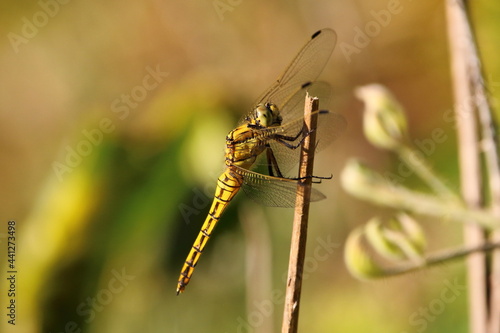 A Black-tailed skimmer dragonfly on a twig
